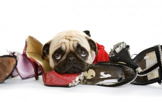 rencontre chien adulte chat adulte